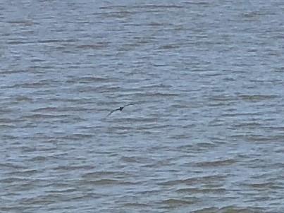 Brown Booby - ML113800531