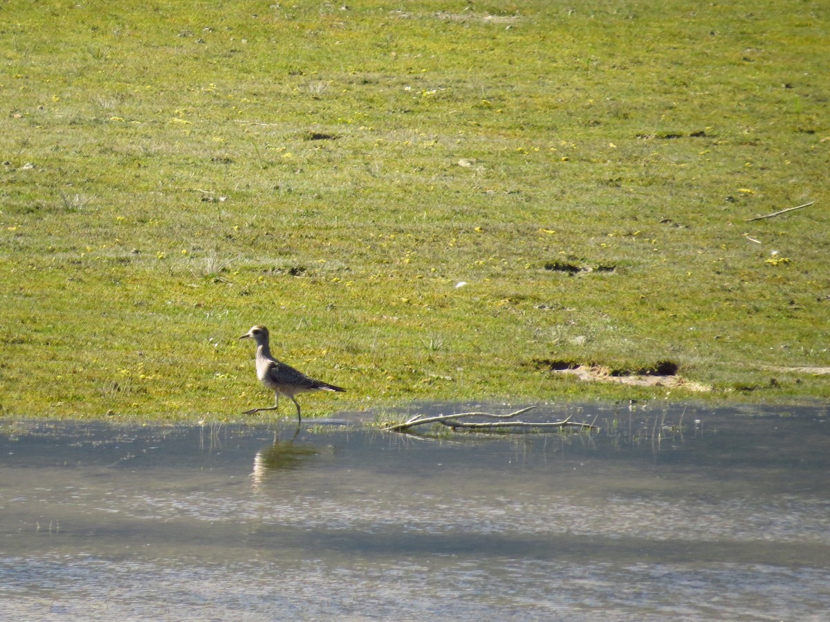 American Golden-Plover - ML113800721