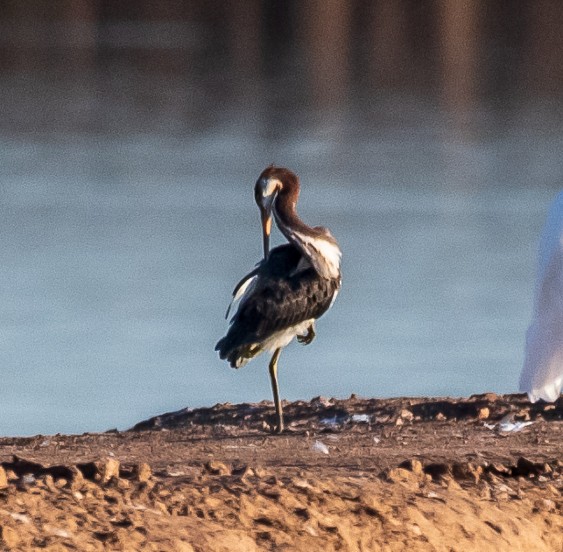 Tricolored Heron - ML113804381