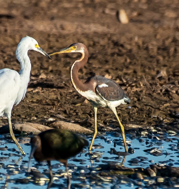 Tricolored Heron - ML113804411