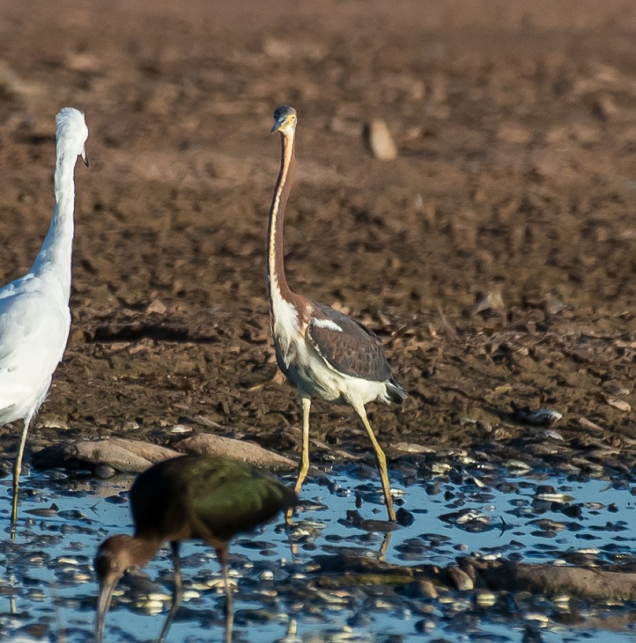 Tricolored Heron - ML113804431