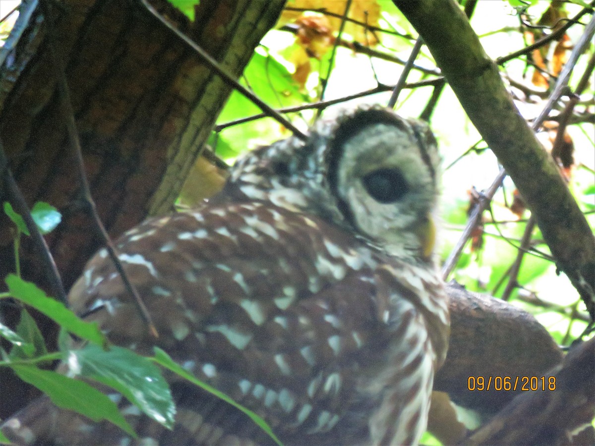 Barred Owl - ML113805991