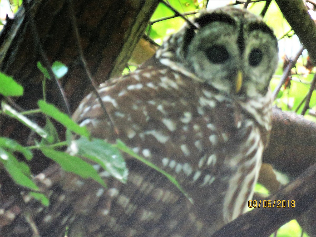 Barred Owl - ML113806001