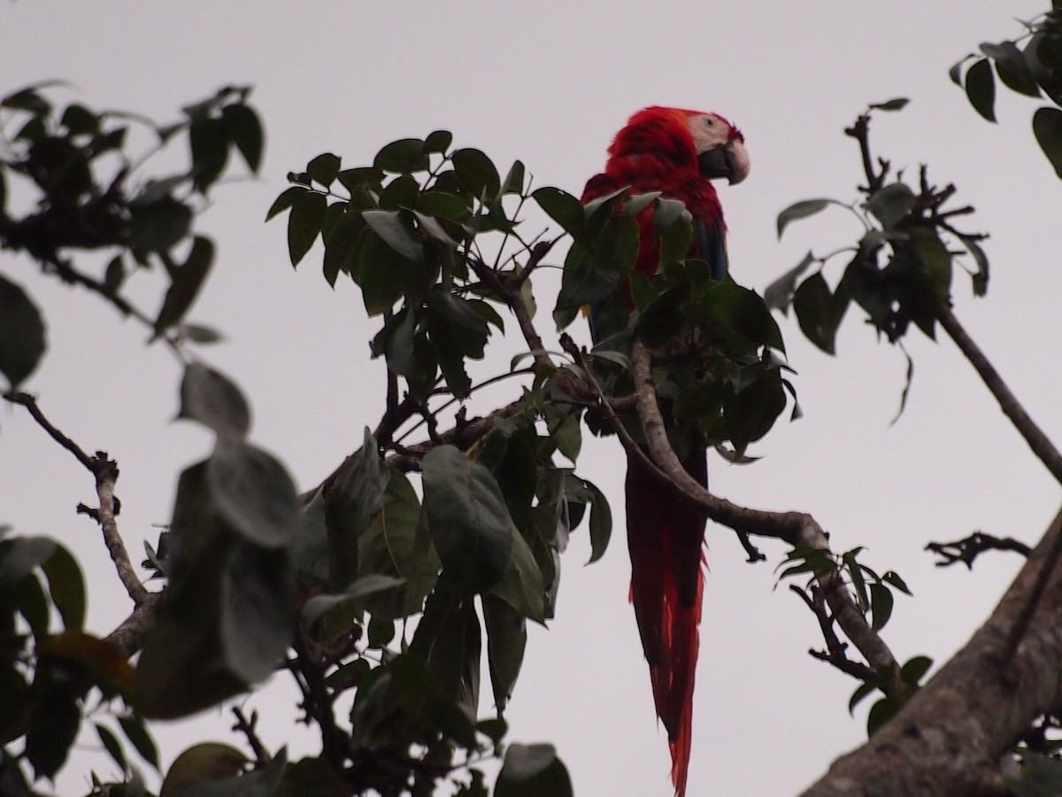 Scarlet Macaw - ML113807961