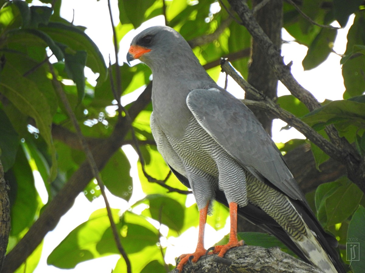 Dark Chanting-Goshawk - Joshua Smolders