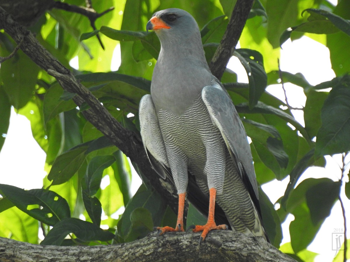 Dark Chanting-Goshawk - ML113808261