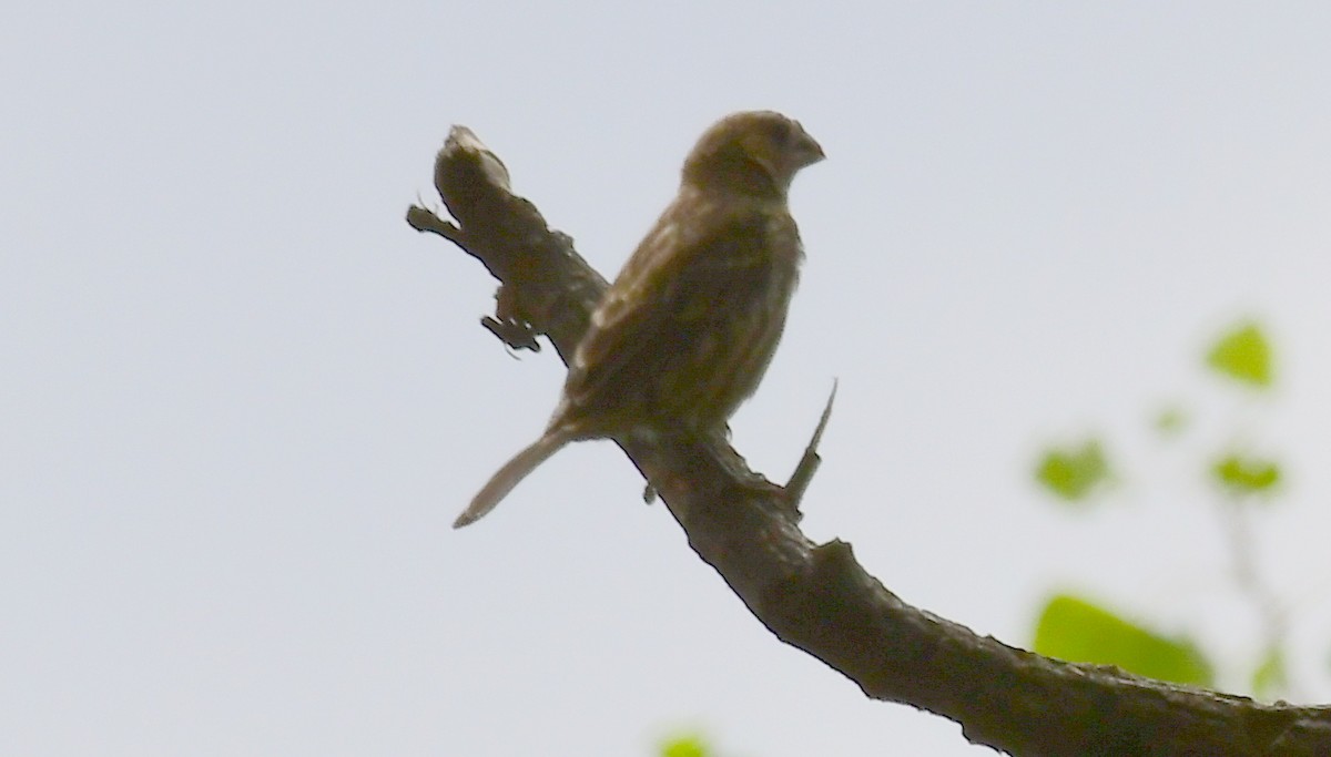 Black-headed Grosbeak - ML113808451