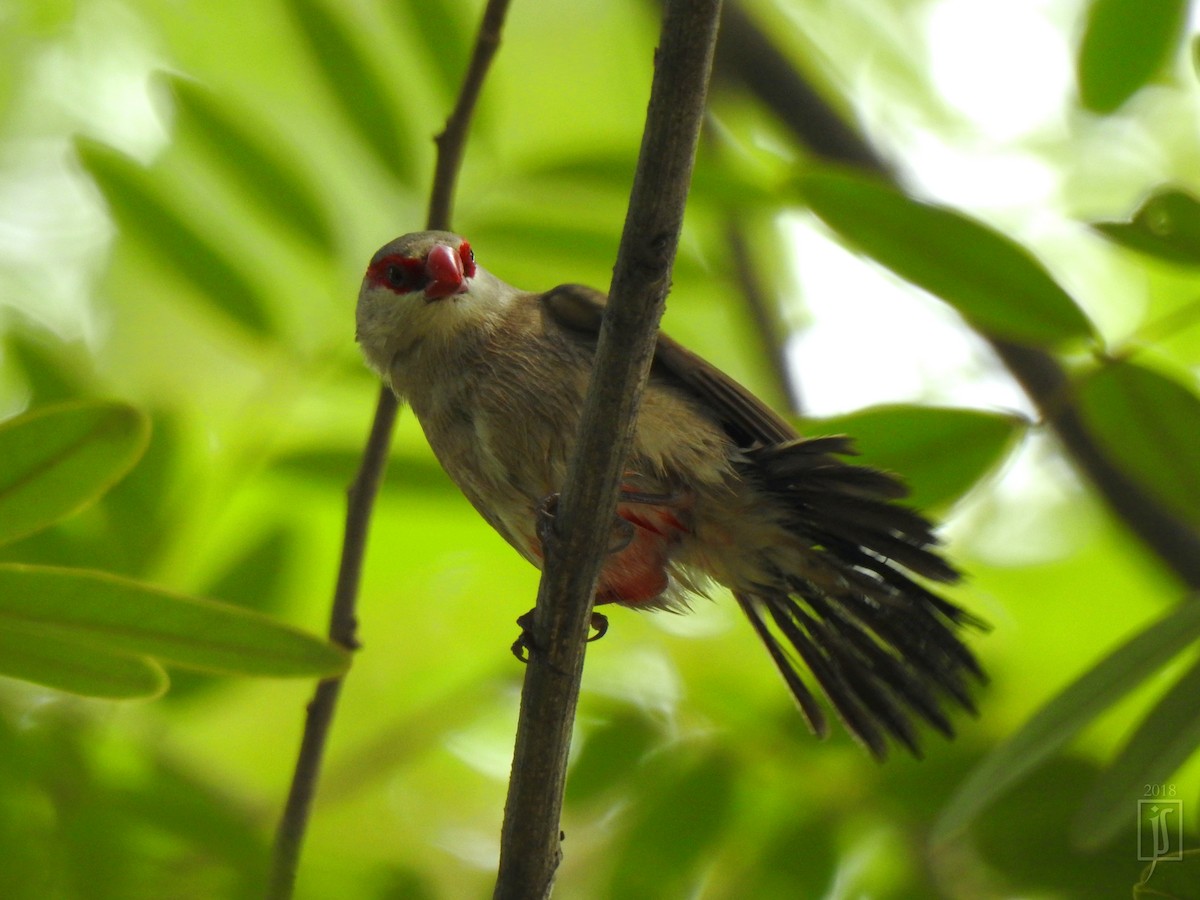 Black-rumped Waxbill - ML113809401