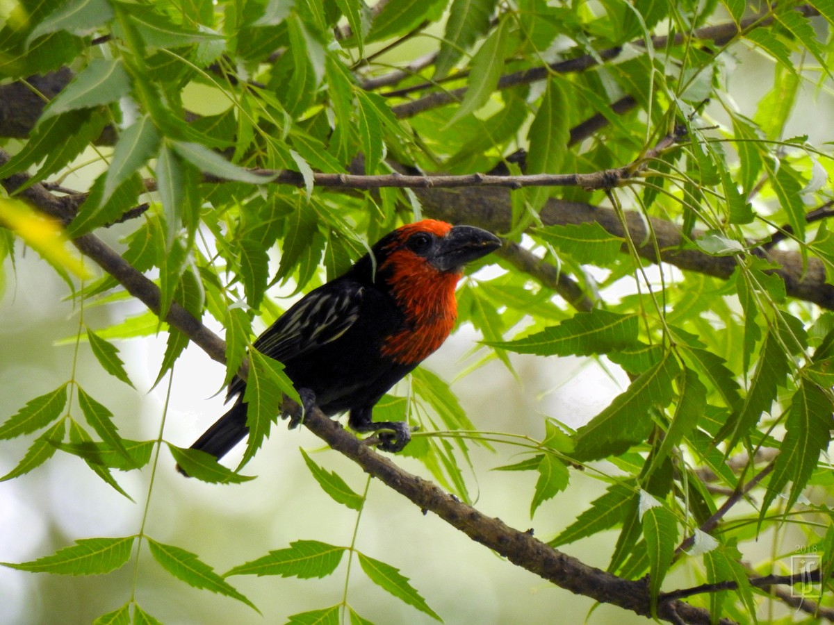 Black-billed Barbet - Joshua Smolders