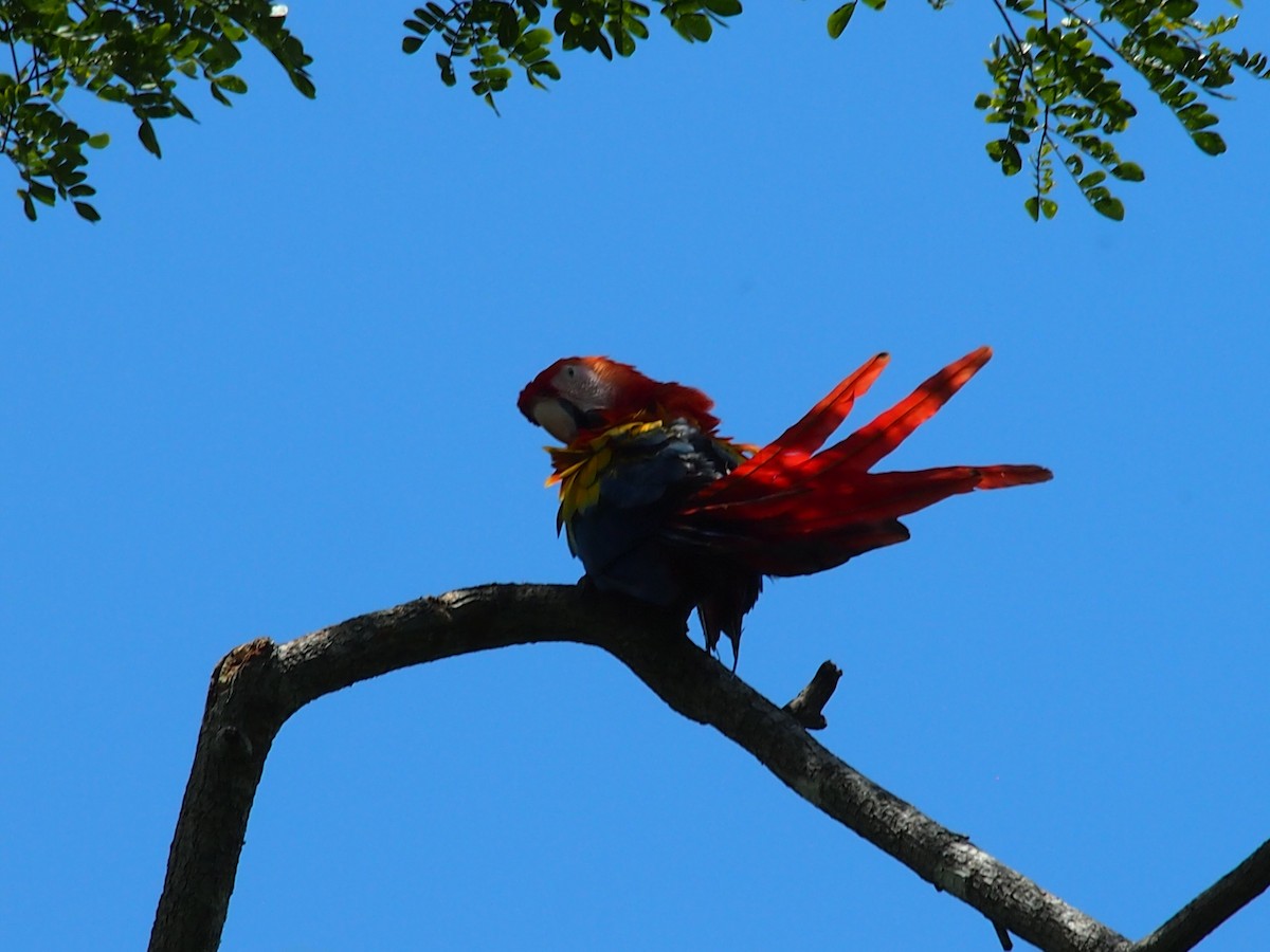 Scarlet Macaw - ML113810301