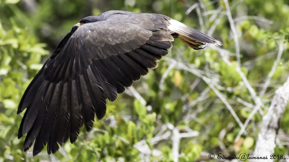 Snail Kite - ML113811031