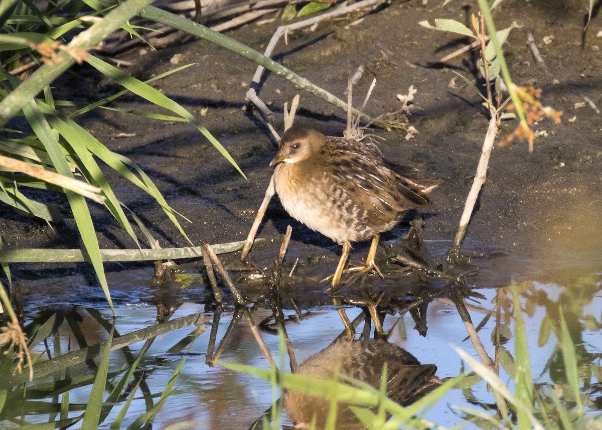 Polluela Sora - ML113811221