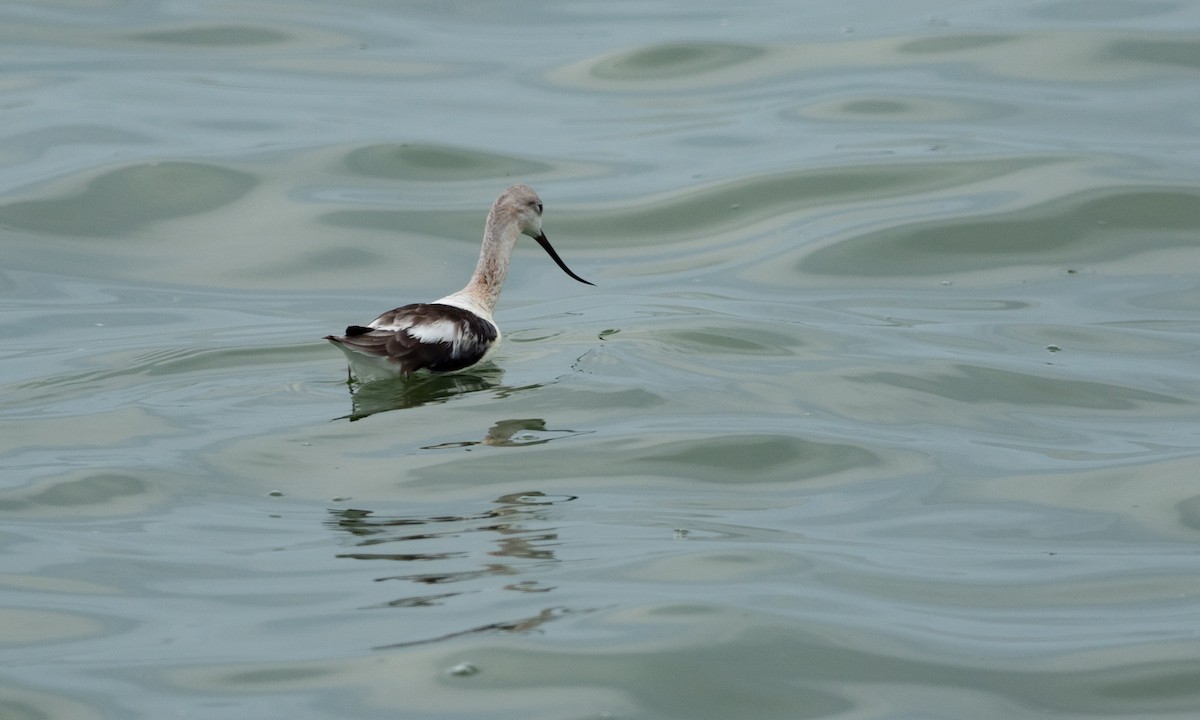 Avocette d'Amérique - ML113811541