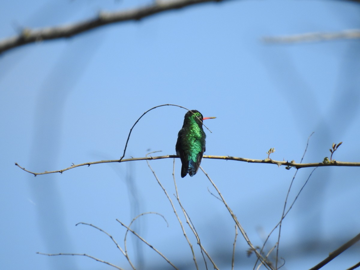 Glittering-bellied Emerald - ML113811641