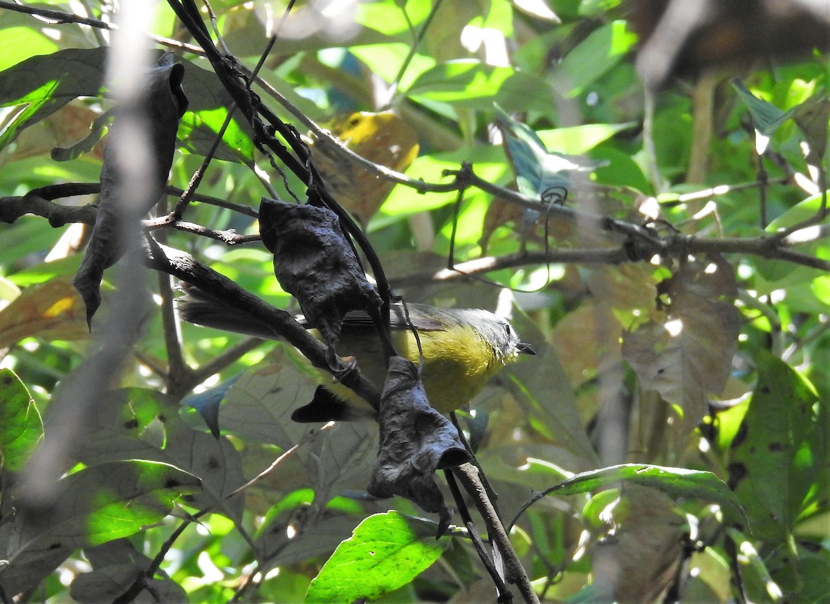 Golden-crowned Warbler - ML113811941