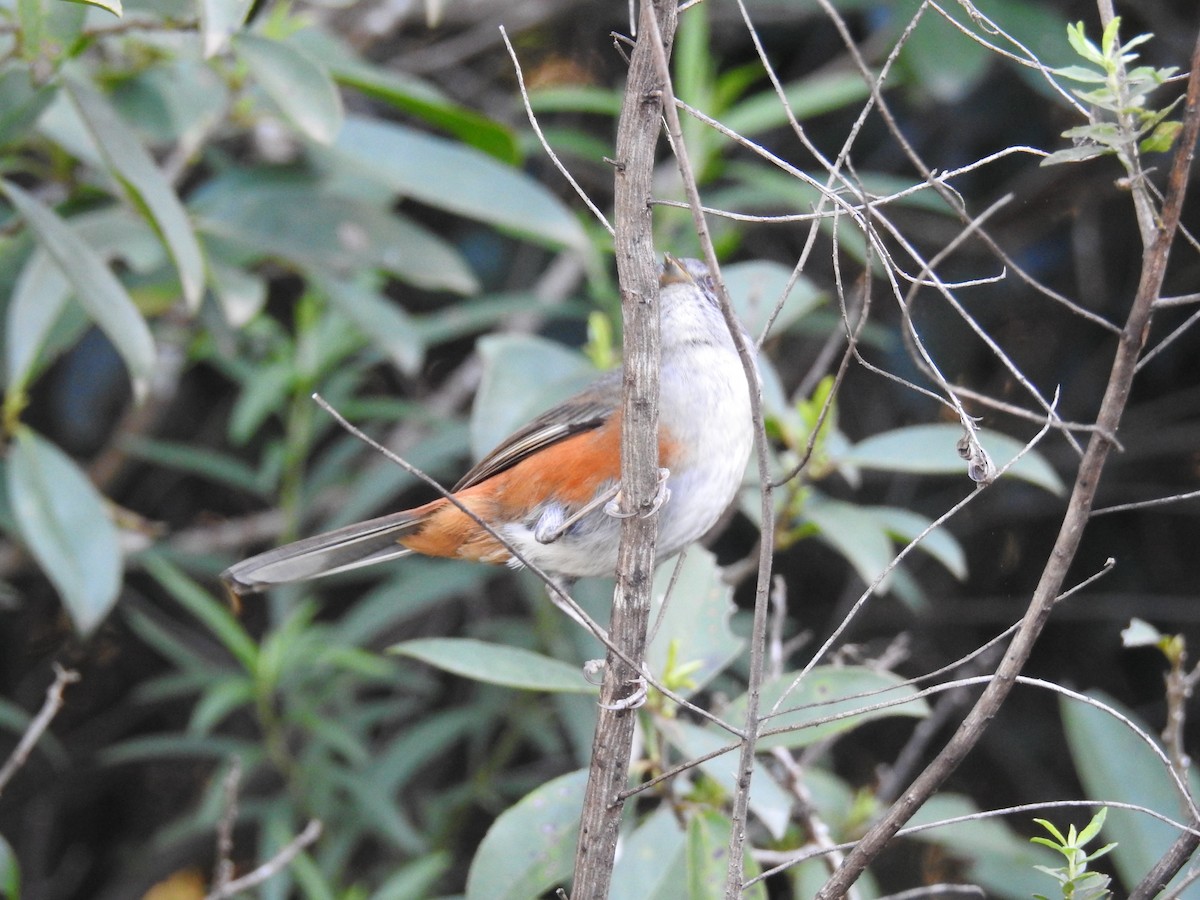 Gray-throated Warbling Finch - Ana Paula Alminhana Maciel