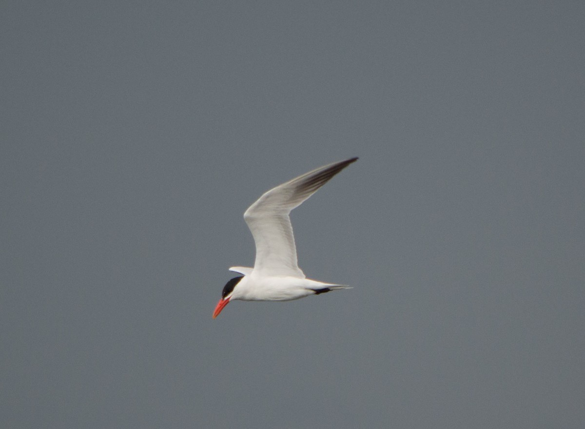 Caspian Tern - Joanne Dial