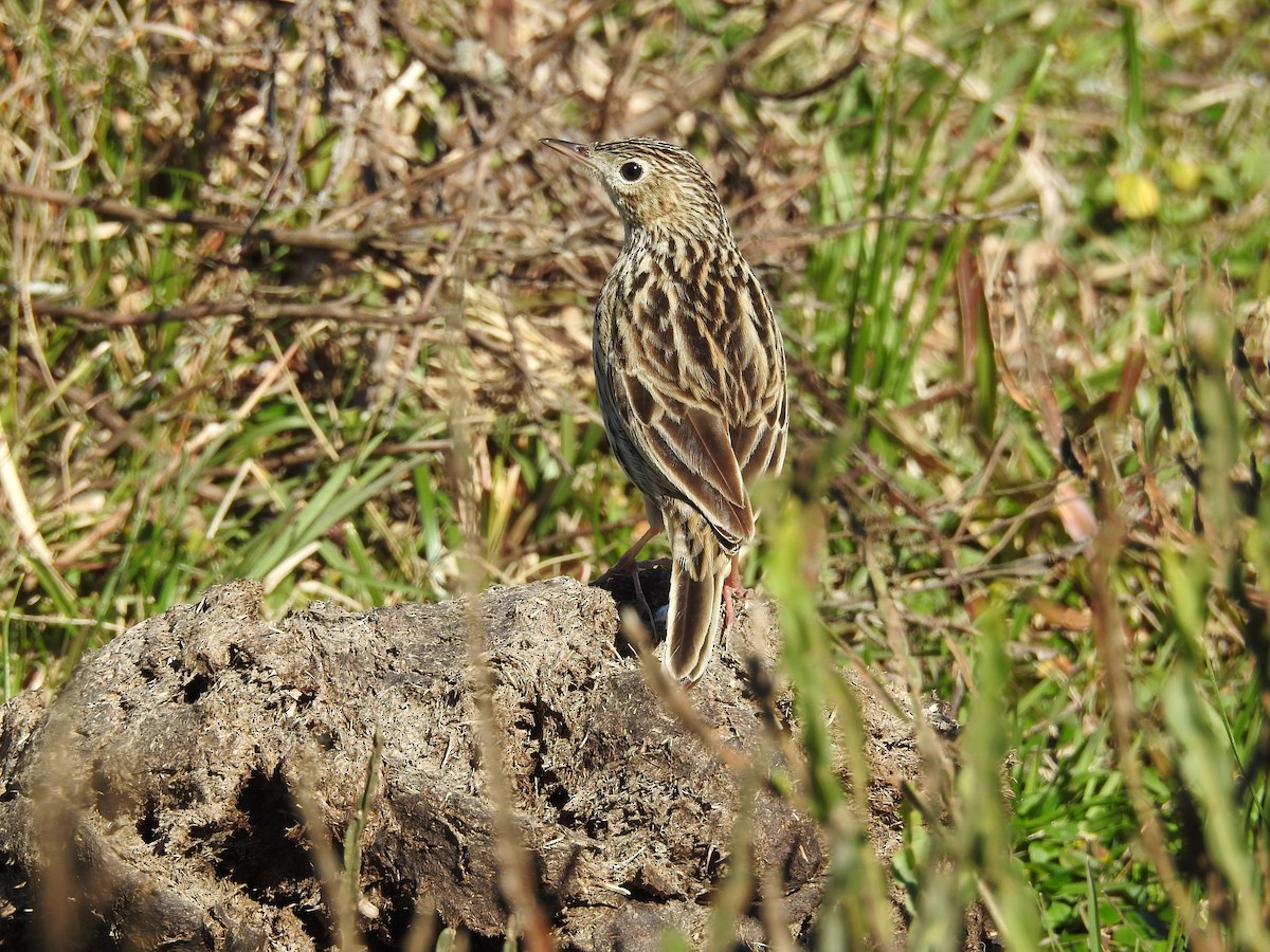 Hellmayr's Pipit - ML113813091