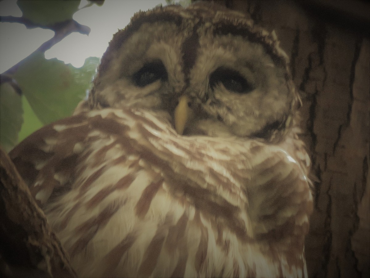 Barred Owl - ML113815031