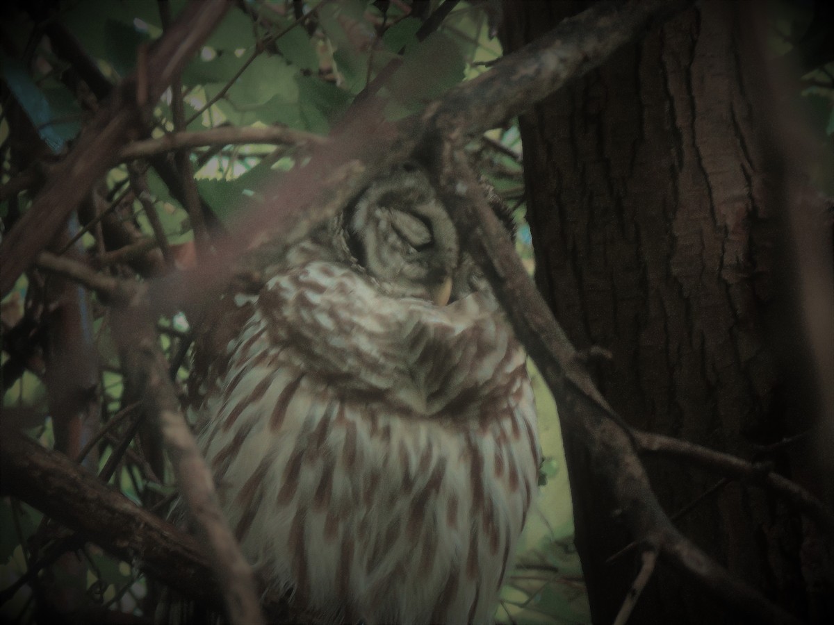 Barred Owl - ML113815071