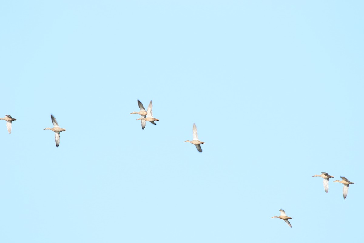 Northern Shoveler - Monika Czupryna