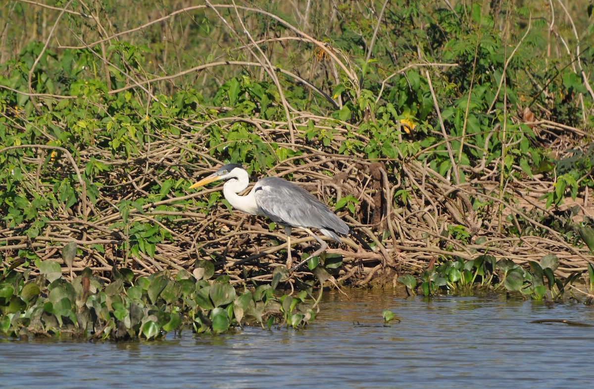 Cocoi Heron - Peter Kennedy