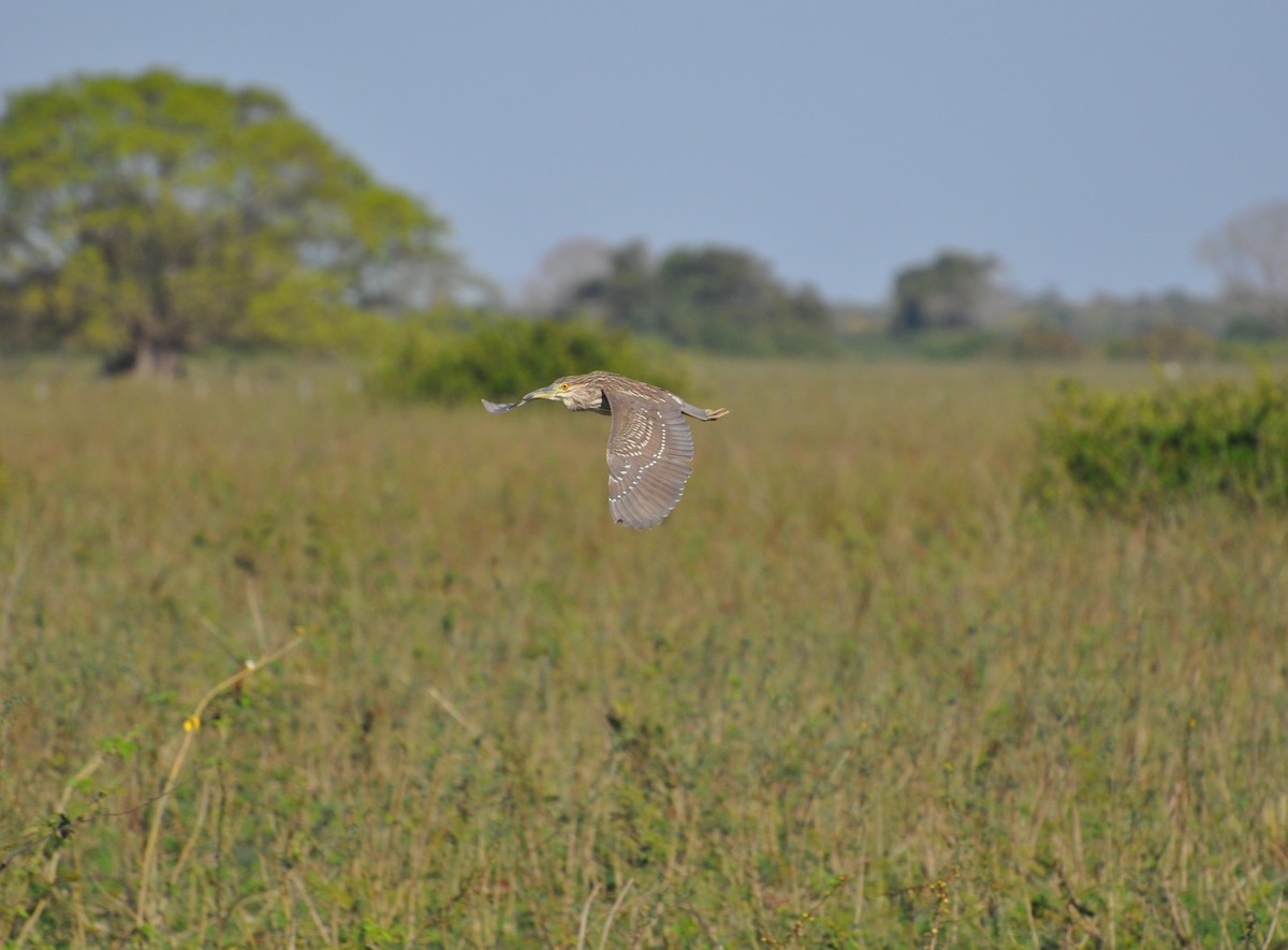 Black-crowned Night Heron - ML113820091