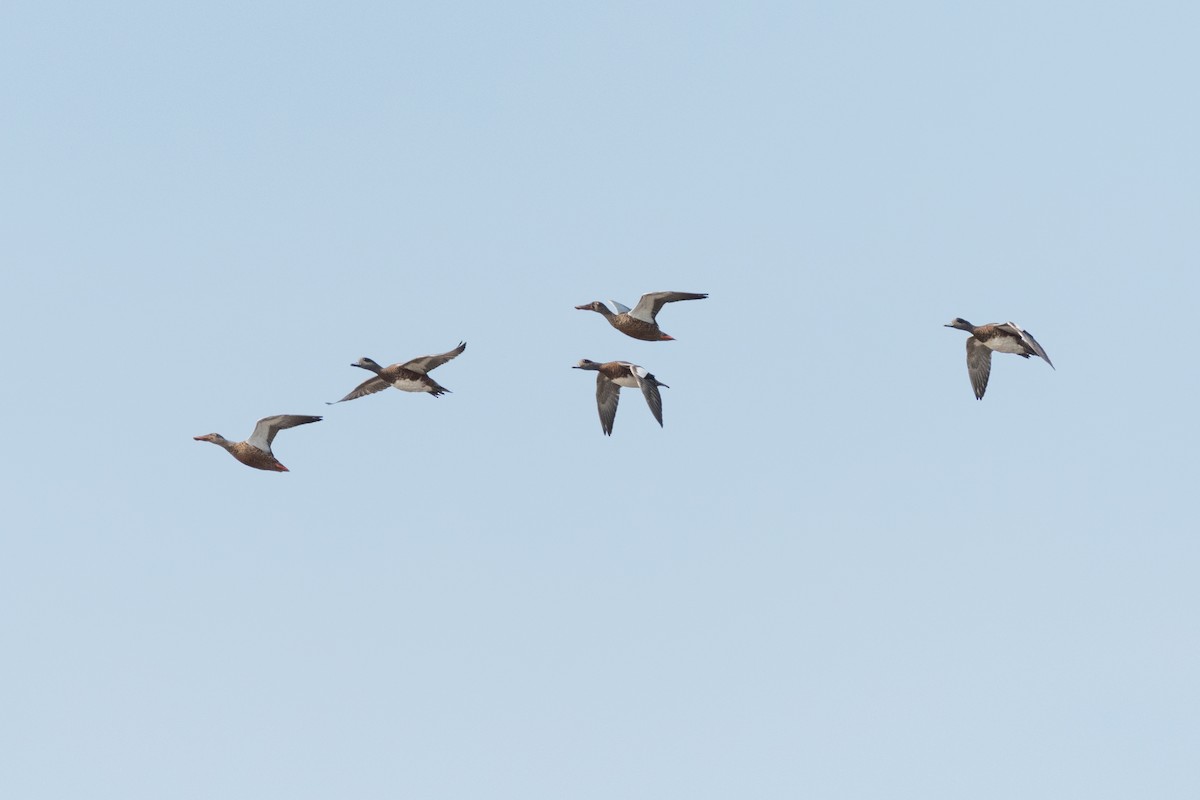 Northern Shoveler - ML113820541