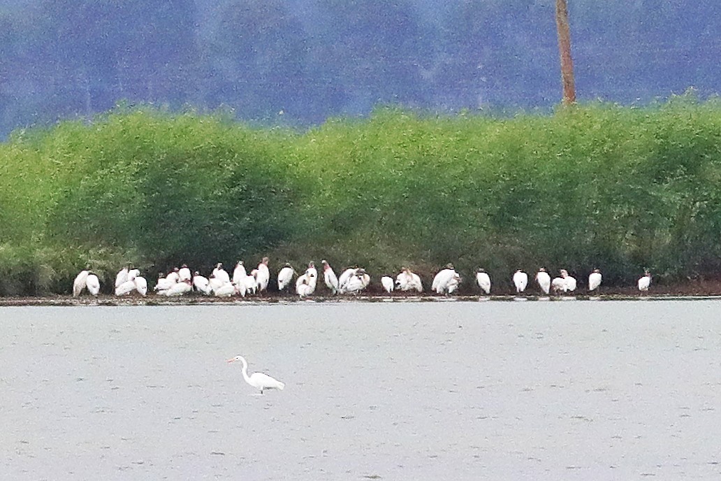 Wood Stork - ML113820601