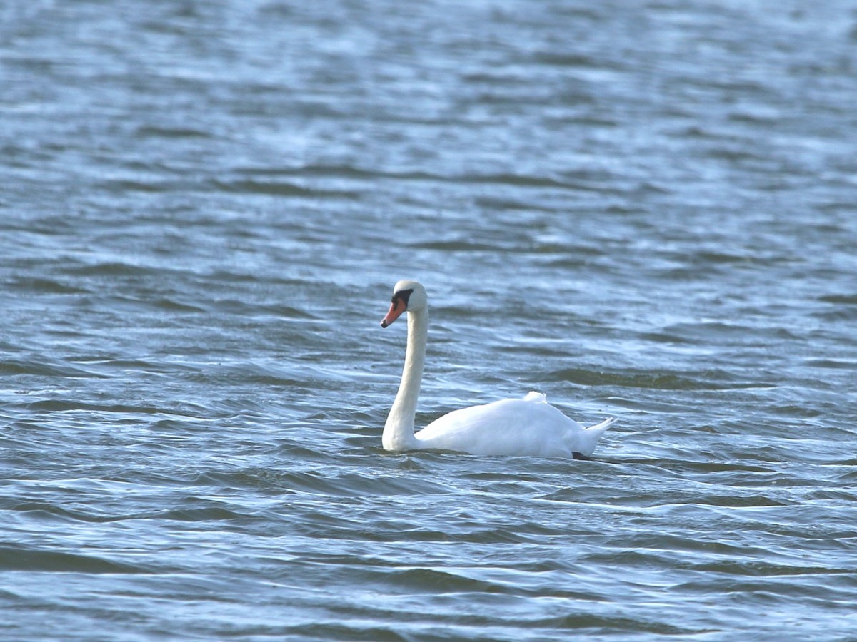 Mute Swan - Monika Czupryna