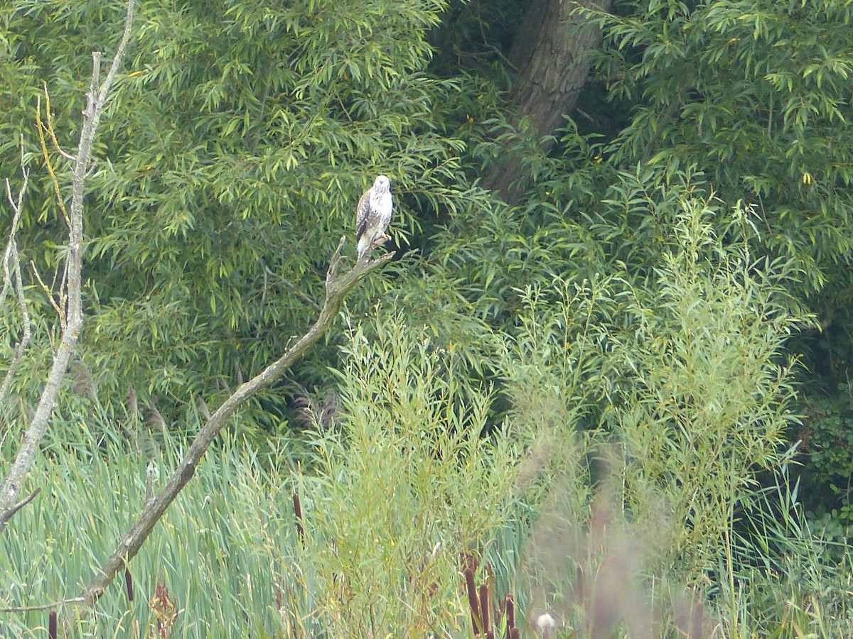 Common Buzzard - ML113822221