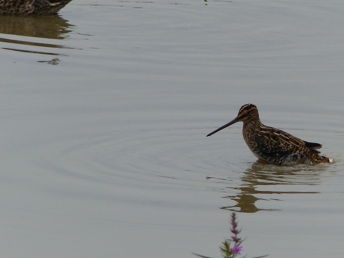 Шөвгөн хараалж - ML113822241