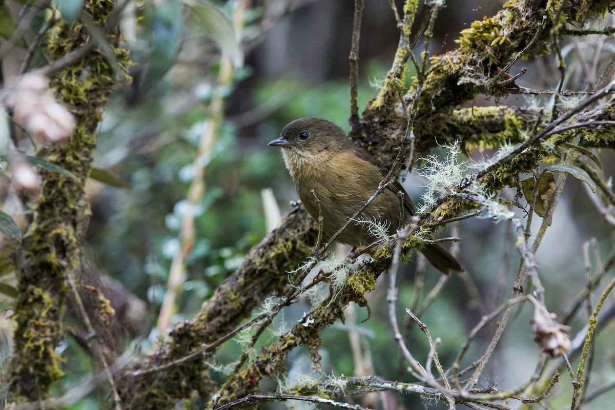 Pardusco - Nick Athanas