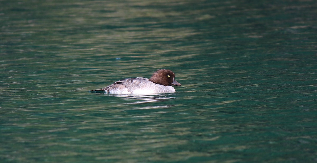 Barrow's Goldeneye - ML113824391