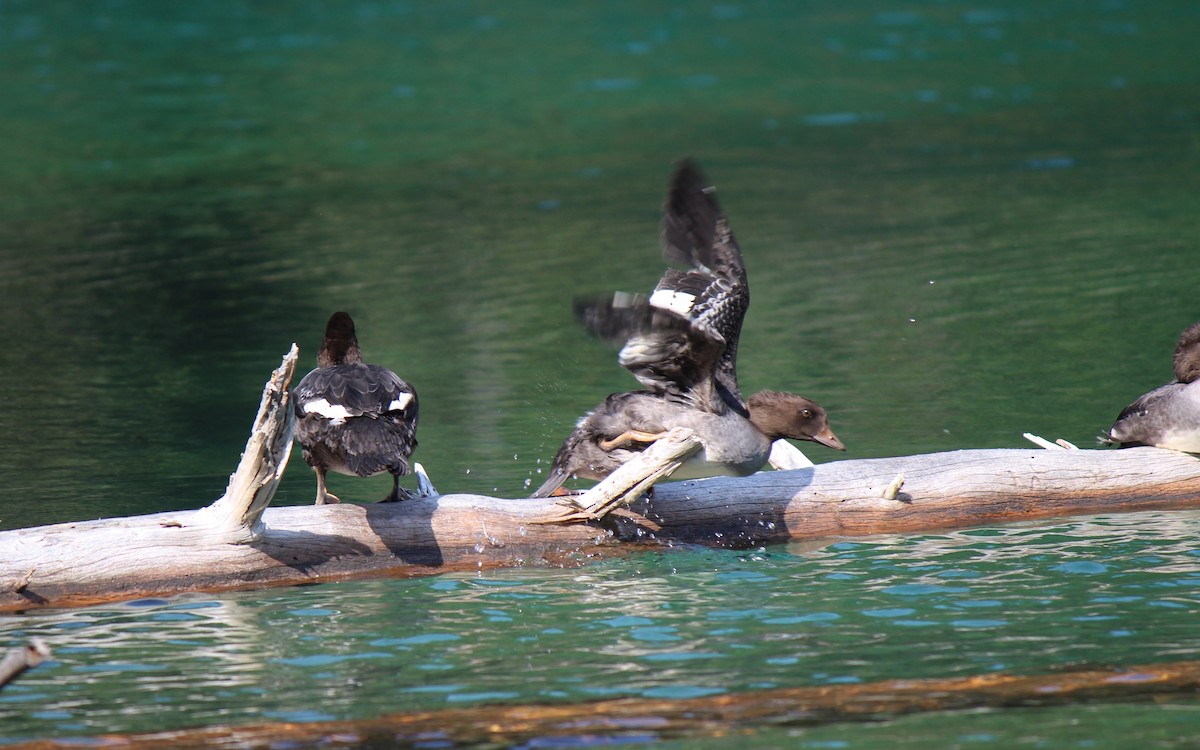 Barrow's Goldeneye - ML113824401