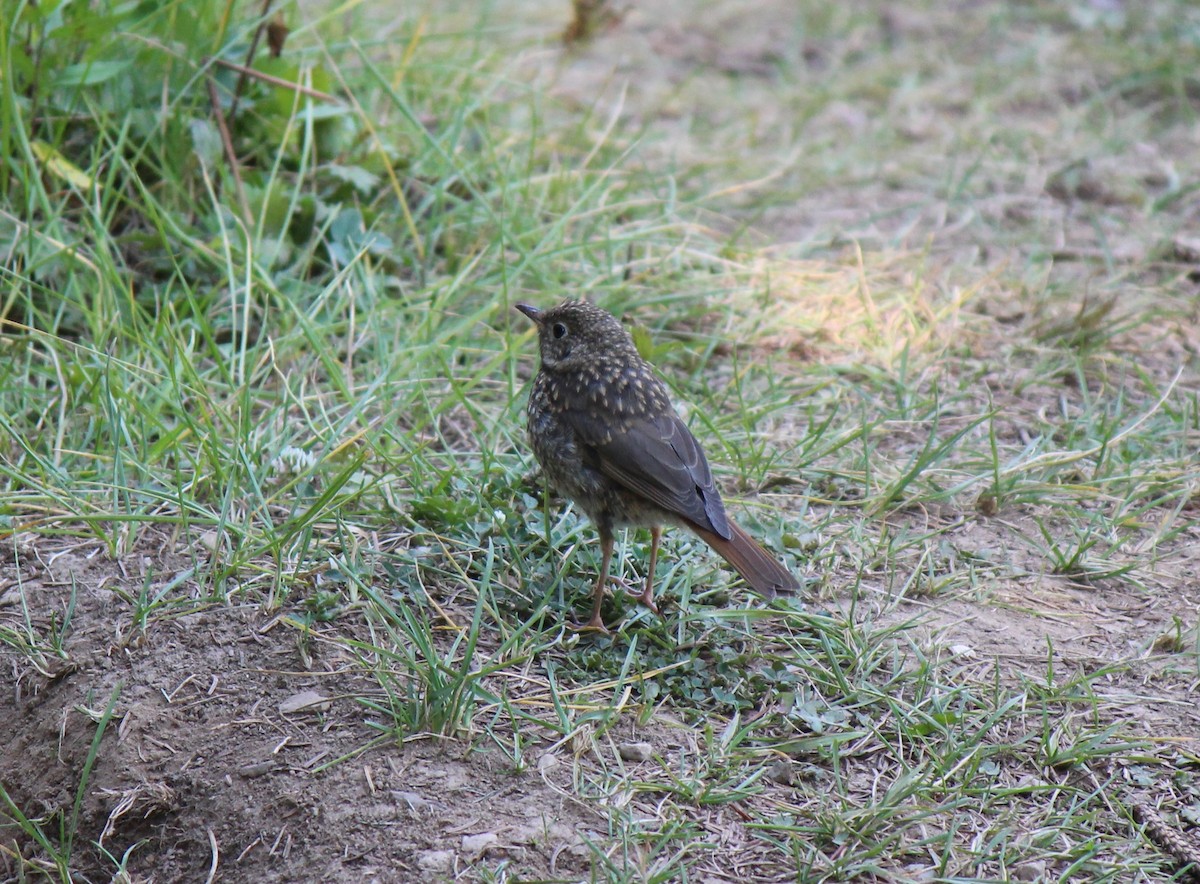 Hermit Thrush - ML113824611