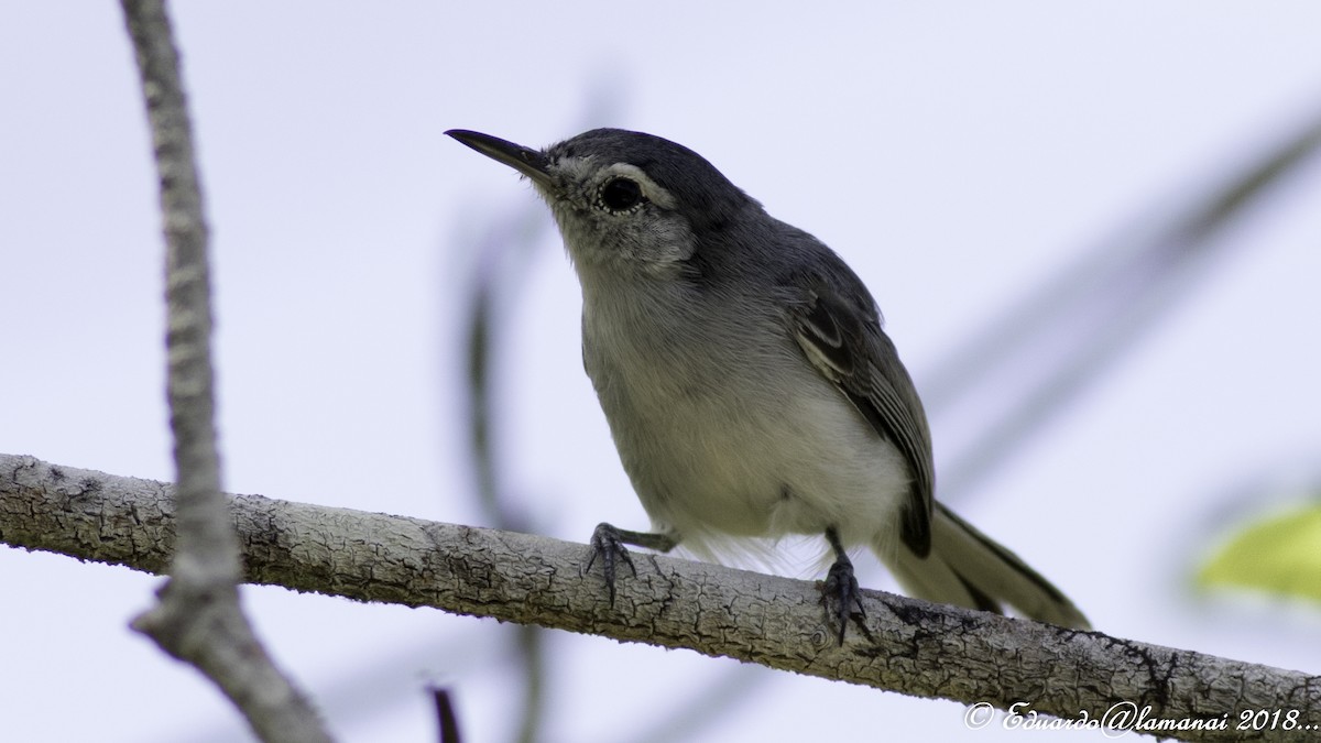 White-browed Gnatcatcher - ML113824751