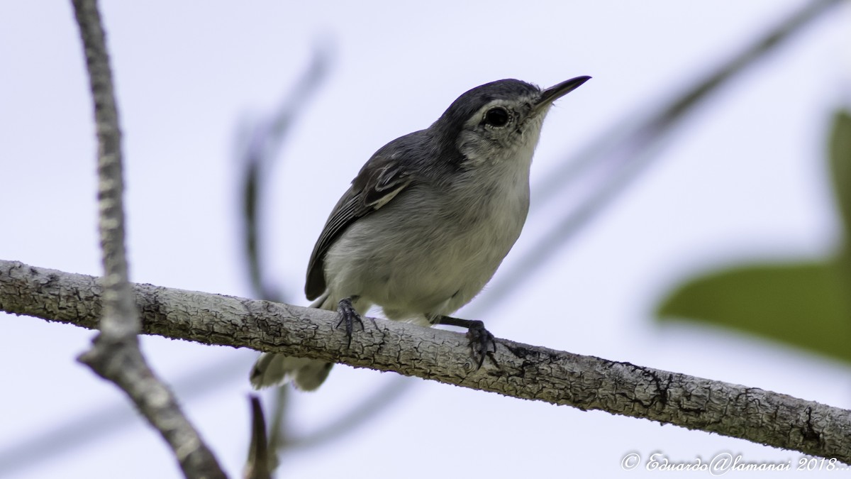 White-browed Gnatcatcher - ML113824811