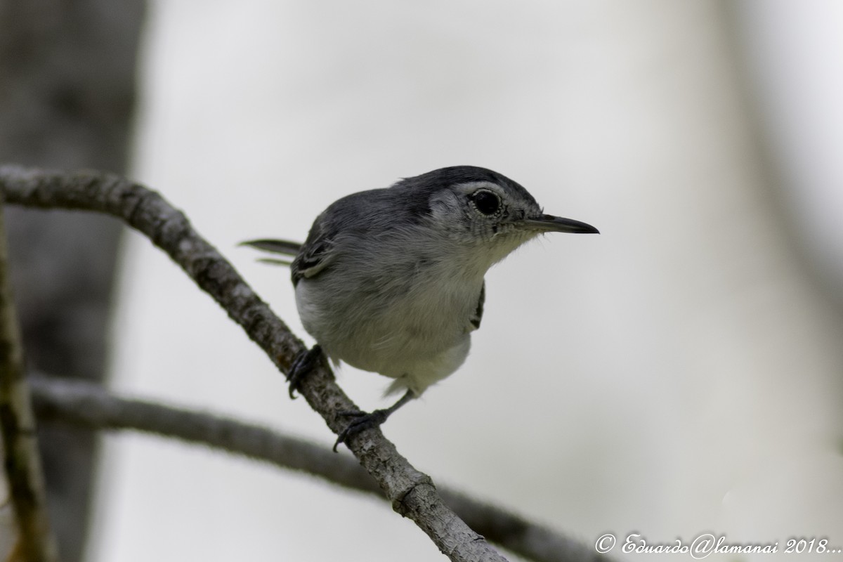 White-browed Gnatcatcher - ML113824841