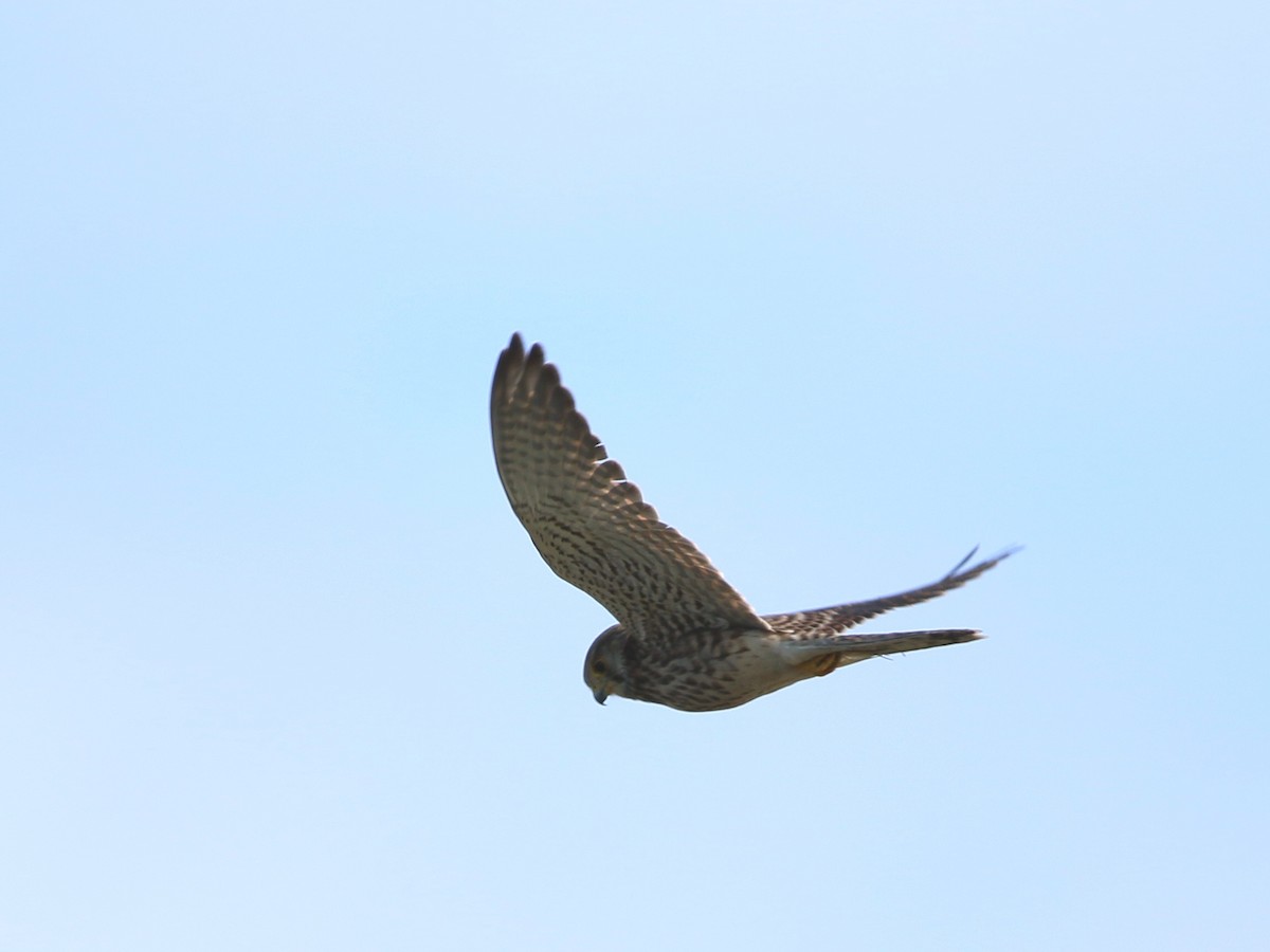 Eurasian Kestrel - ML113825431