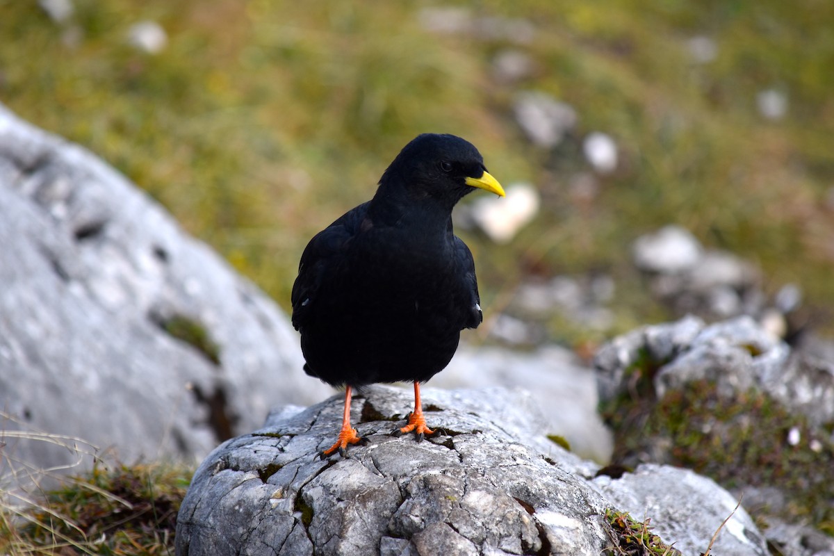Yellow-billed Chough - ML113826651