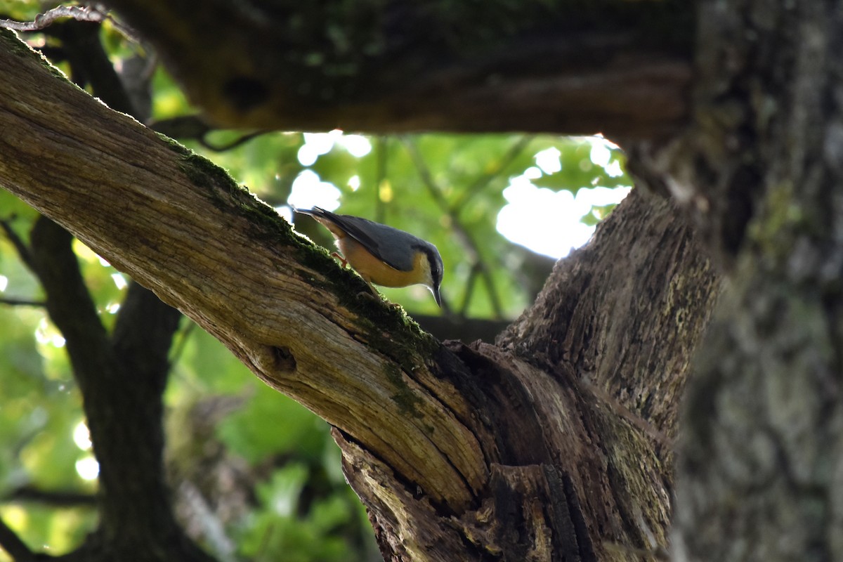 Eurasian Nuthatch - ML113829351