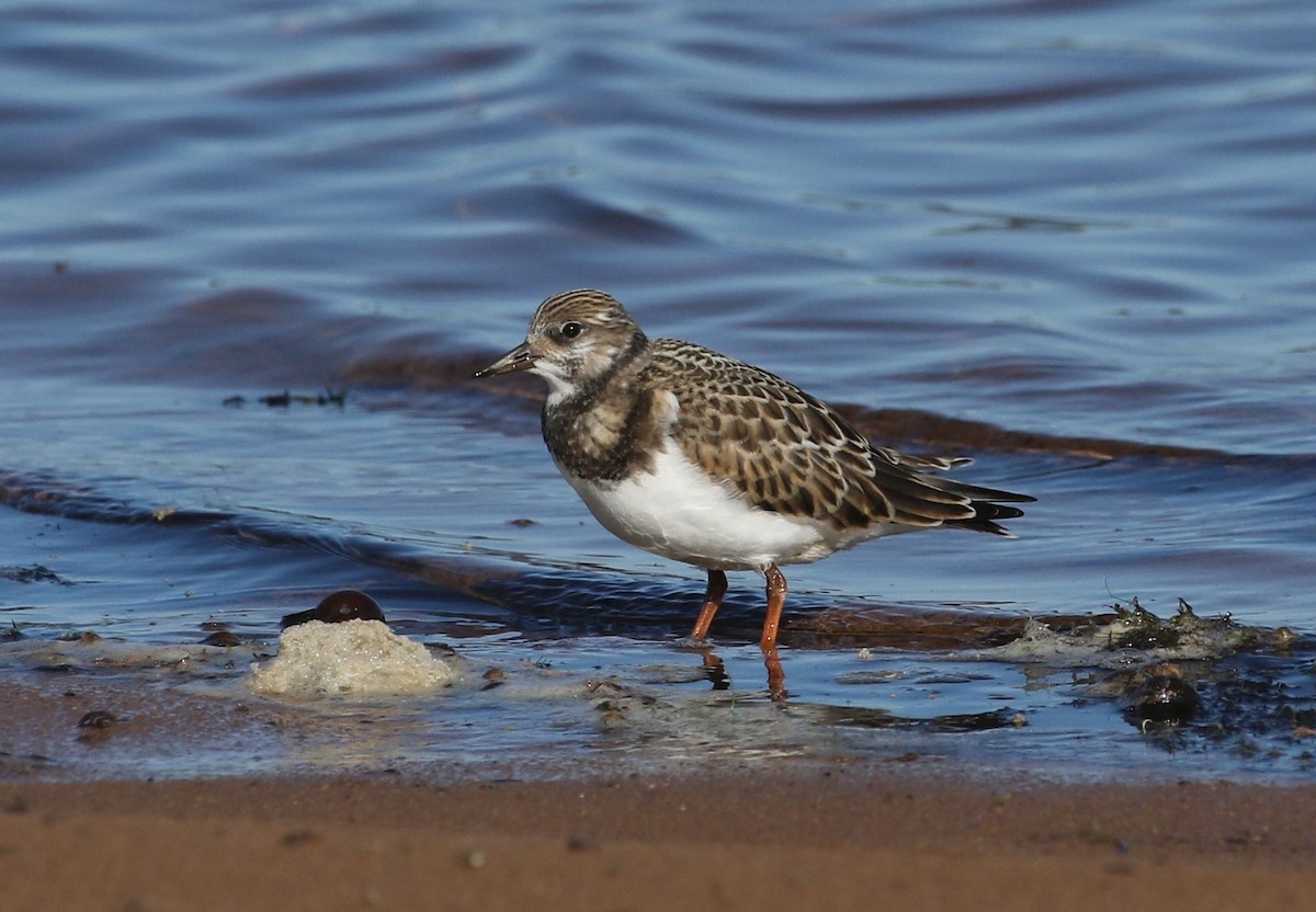 Ruddy Turnstone - ML113829771