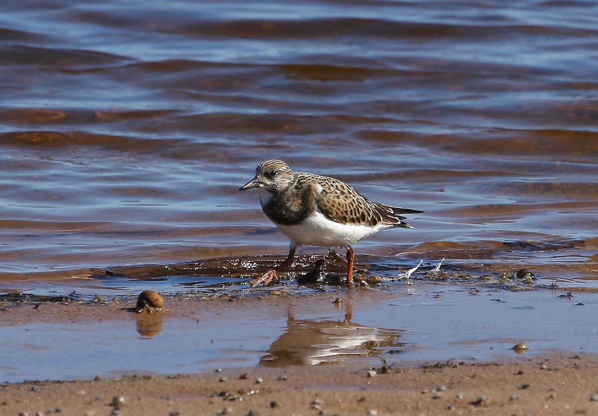 Ruddy Turnstone - ML113829781