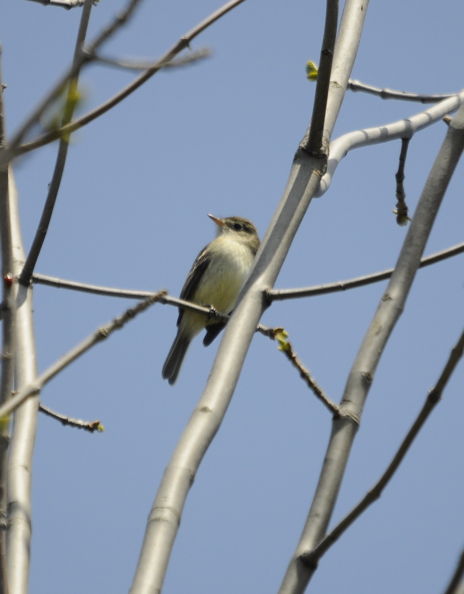 Eastern Wood-Pewee - ML113831581