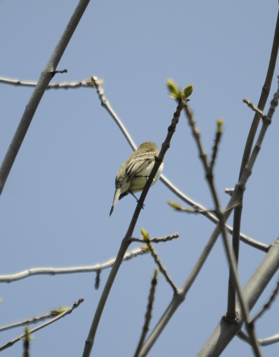 Eastern Wood-Pewee - ML113831631