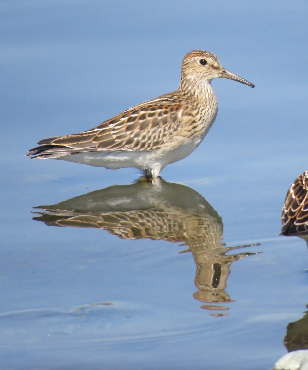 Pectoral Sandpiper - Joe and Carleen