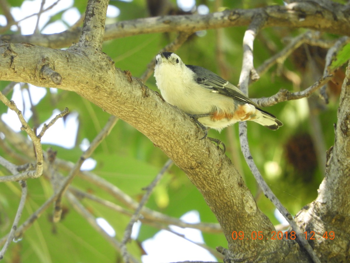 Trepador Pechiblanco - ML113832251