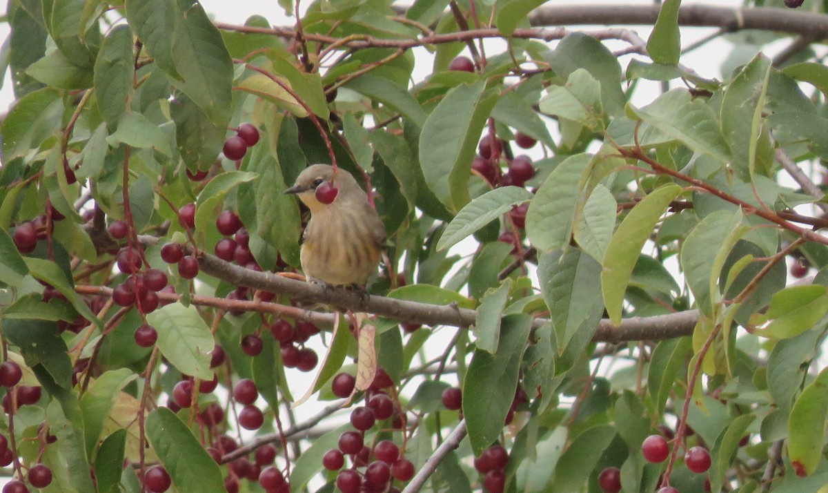 Yellow-rumped Warbler - ML113833151