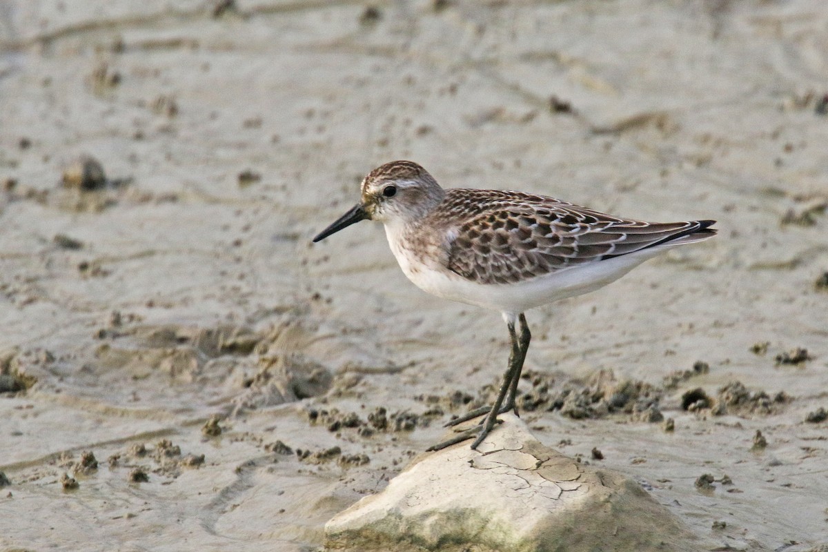 Semipalmated Sandpiper - ML113834011